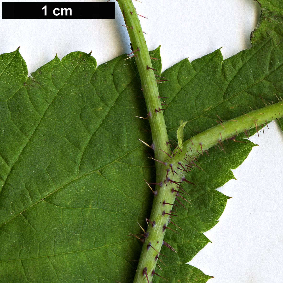 High resolution image: Family: Rosaceae - Genus: Rubus - Taxon: idaeus - SpeciesSub: subsp. strigosus